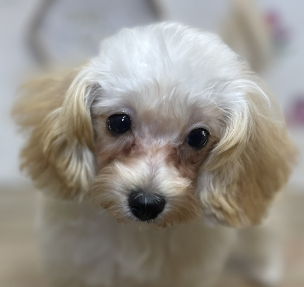 高知県のハーフ犬 (アミーゴ高知店/2023年12月17日生まれ/女の子/クリーム)の子犬