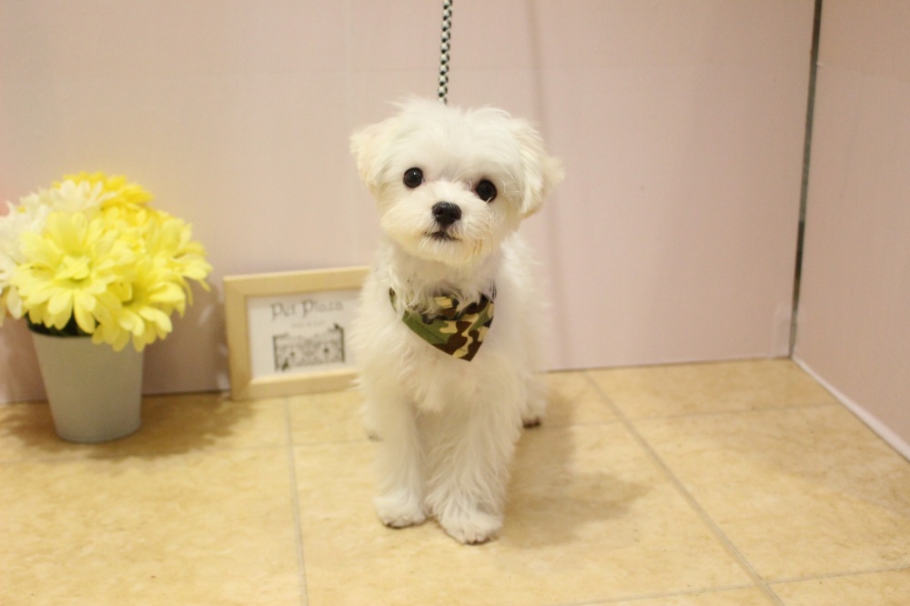 兵庫県のハーフ犬 (アミーゴ魚住店/2023年11月22日生まれ/男の子/クリームホワイト)の子犬