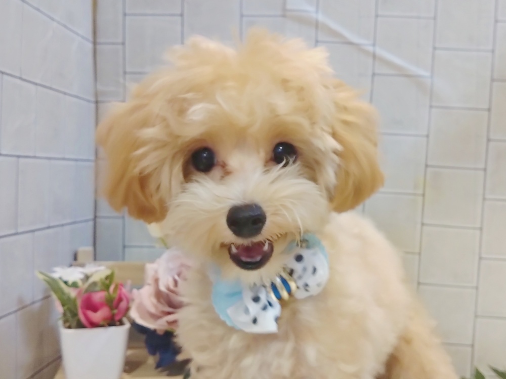 香川県のハーフ犬 (アミーゴ丸亀店/2023年11月16日生まれ/男の子/クリーム)の子犬