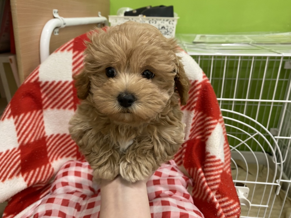 岩手県のハーフ犬 (アミーゴ一関店/2024年2月14日生まれ/男の子/アプリコット)の子犬