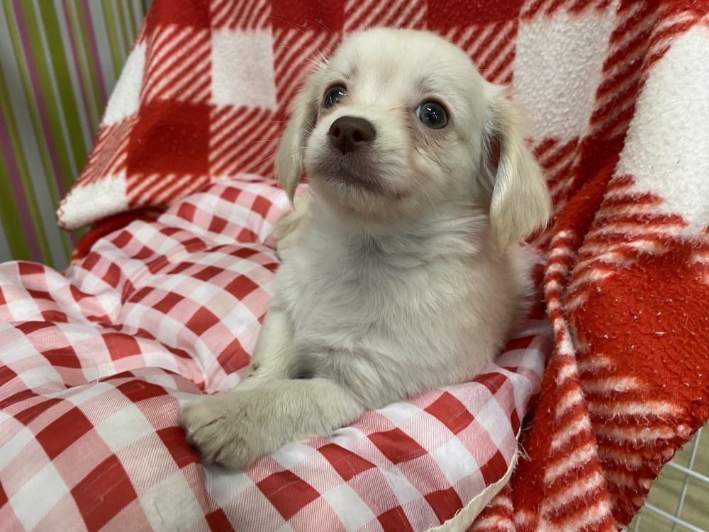 岩手県のハーフ犬 (アミーゴ一関店/2024年2月22日生まれ/女の子/クリーム)の子犬
