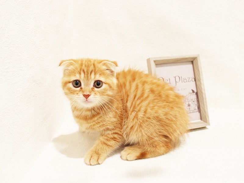 兵庫県のスコティッシュフォールド (アミーゴ神戸灘店/2024年2月23日生まれ/男の子/レッドタビー)の子猫