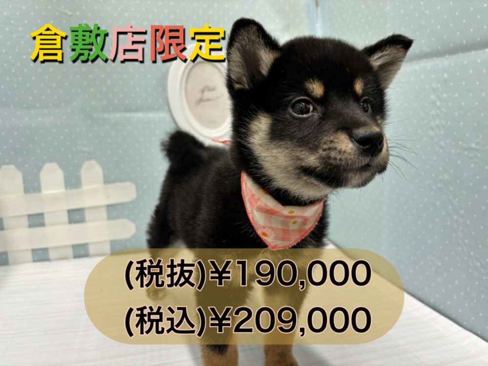 岡山県の柴犬(標準サイズ) (アミーゴ倉敷店/2024年2月24日生まれ/女の子/黒)の子犬