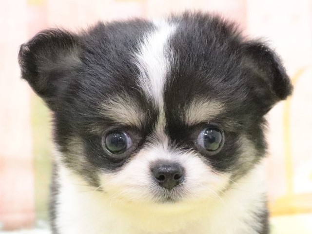 大阪府のチワワ(ロング) (アミーゴ鳳店/2024年2月21日生まれ/女の子/ブラックタンホワイト)の子犬
