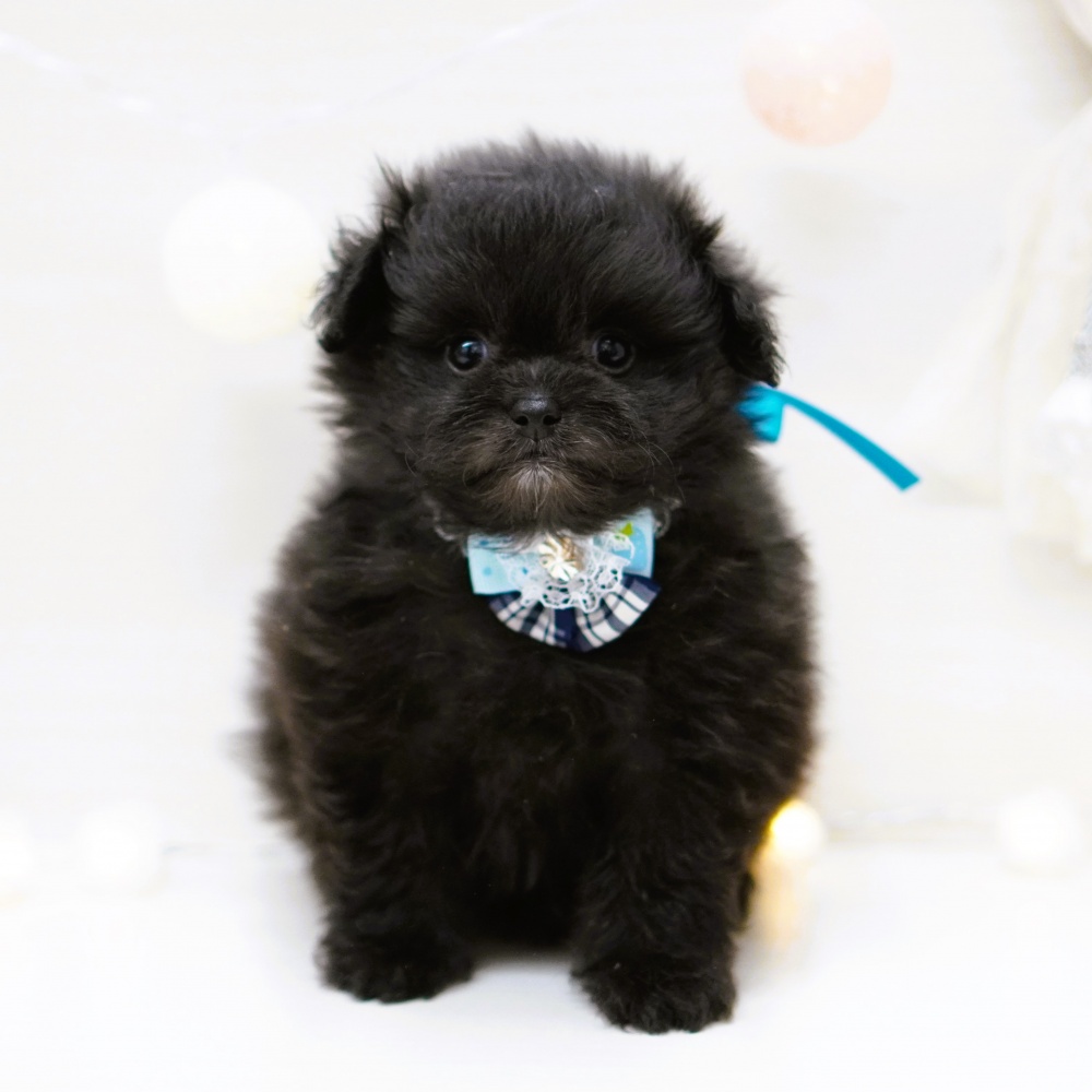 富山県のハーフ犬 (アミーゴ富山山室店/2024年2月25日生まれ/男の子/ブラック)の子犬