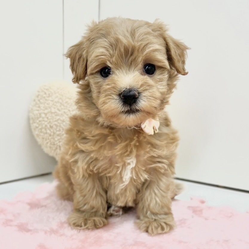 富山県のハーフ犬 (アミーゴ高岡蓮花寺店/2024年2月25日生まれ/女の子/アプリコット)の子犬