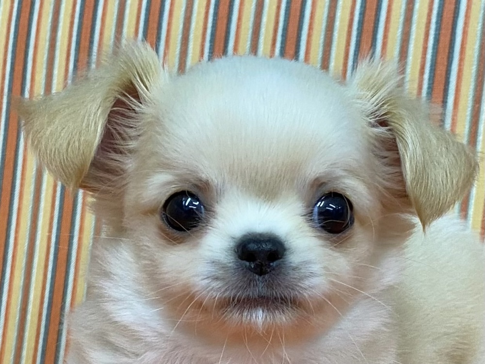 和歌山県のチワワ(ロング) (アミーゴ和歌山太田店/2024年2月26日生まれ/男の子/クリームホワイト)の子犬
