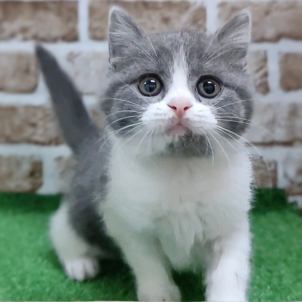 大阪府のブリティッシュショートヘアー (アミーゴ高槻店/2024年2月26日生まれ/女の子/ブルーホワイト)の子猫
