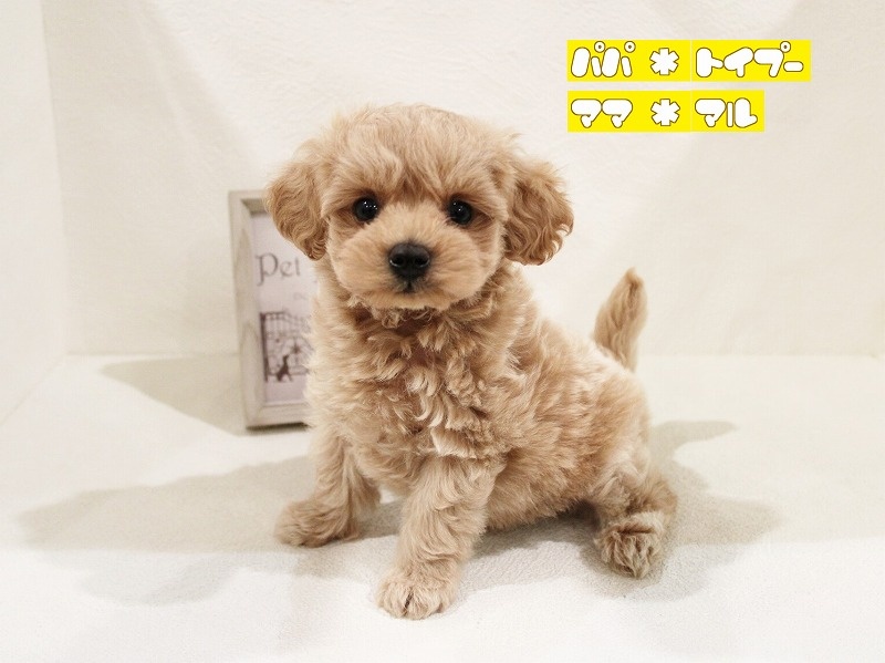 兵庫県のハーフ犬 (アミーゴ神戸灘店/2024年2月28日生まれ/男の子/アプリコット)の子犬