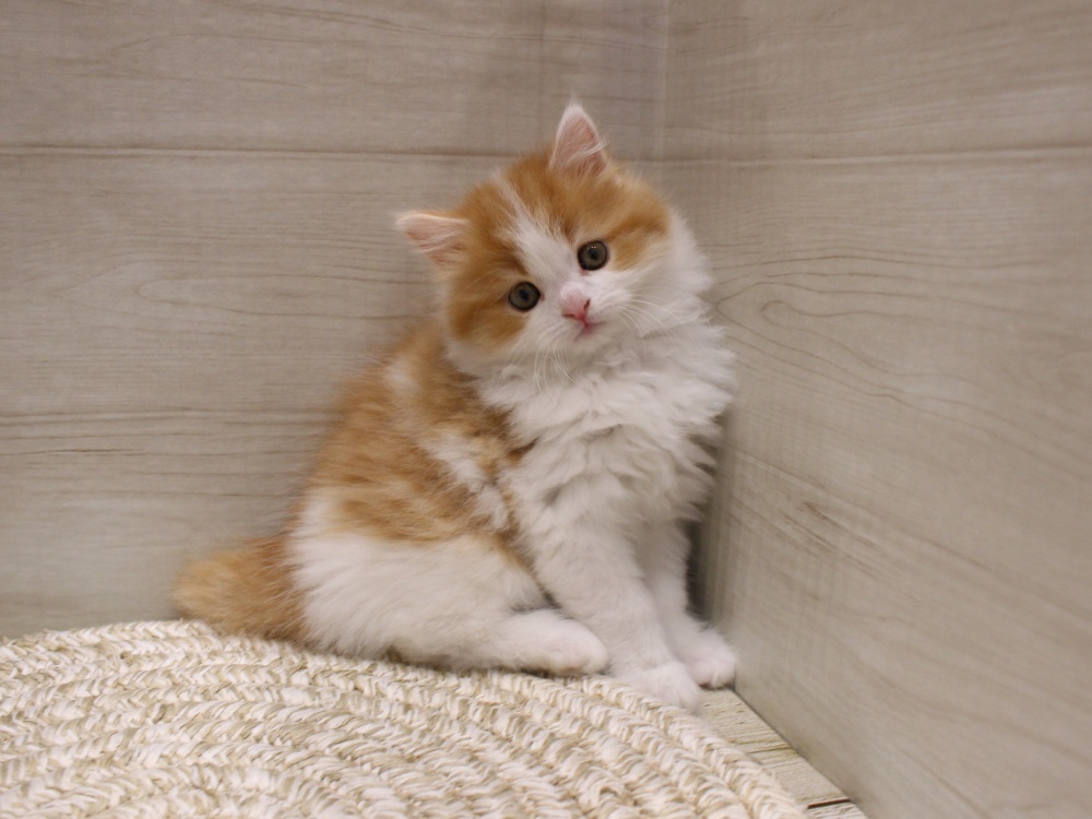 大阪府のスコティッシュフォールド (アミーゴ箕面店/2024年2月26日生まれ/男の子/レッドタビーホワイト)の子猫