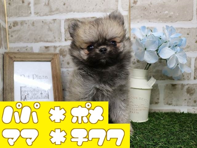 兵庫県のハーフ犬 (アミーゴ神戸西店/2024年2月24日生まれ/男の子/フォーン)の子犬