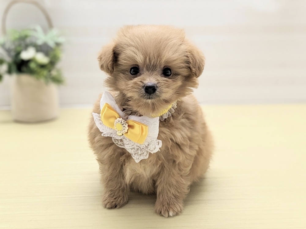 福島県のハーフ犬 (アミーゴ会津若松店/2024年2月27日生まれ/男の子/オレンジ)の子犬
