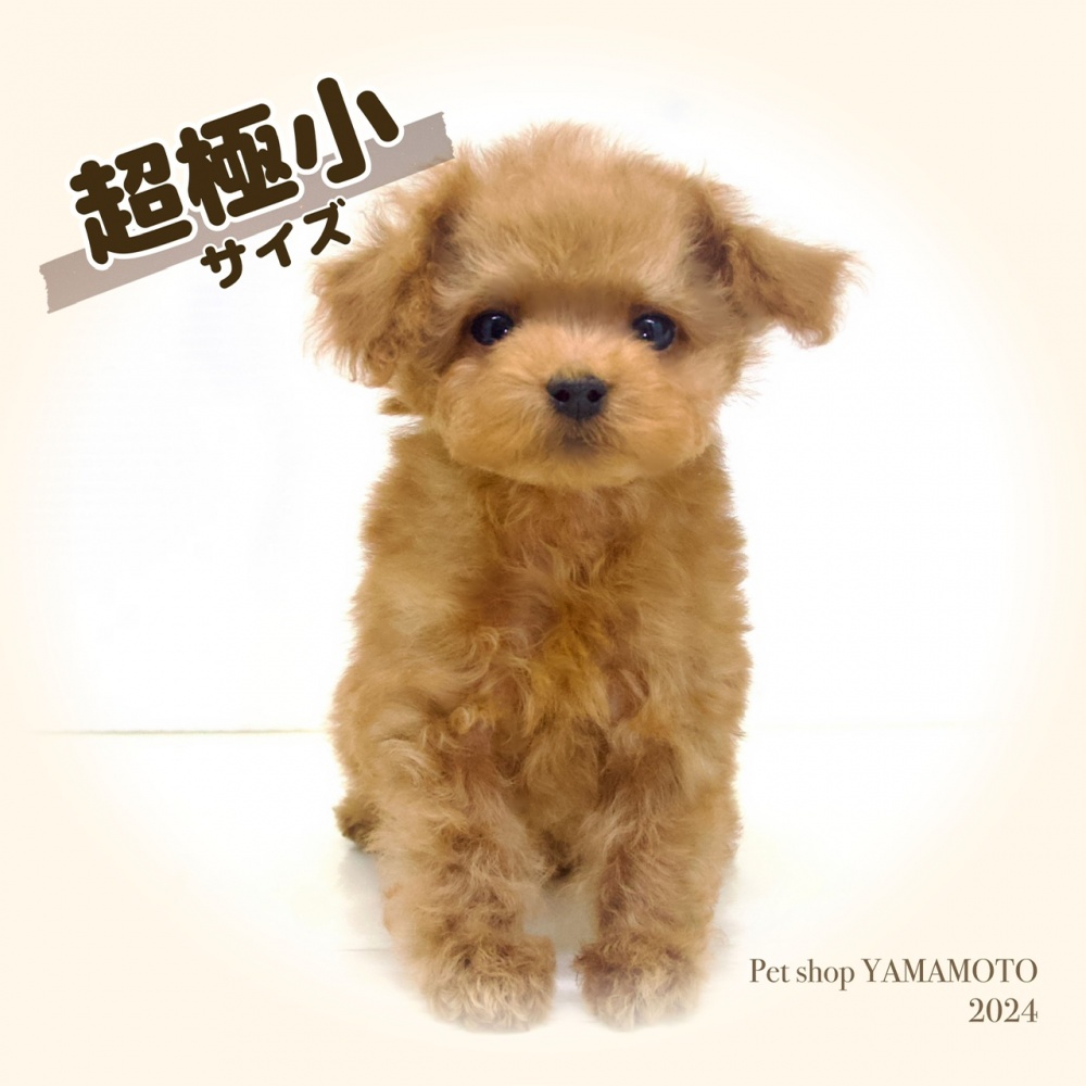 岡山県のトイプードル(トイ) (アミーゴ大安寺店/2024年2月26日生まれ/男の子/レッドフォーン)の子犬