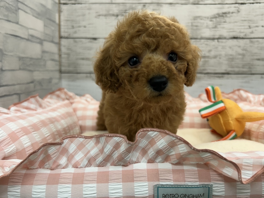 広島県のトイプードル(トイ) (アミーゴ多治米店/2024年2月28日生まれ/女の子/レッドフォーン)の子犬