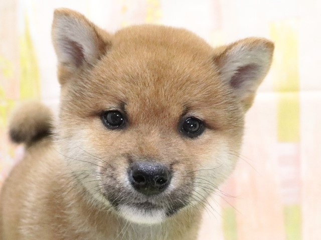 大阪府の柴犬(標準サイズ) (アミーゴ鳳店/2024年2月27日生まれ/男の子/赤)の子犬