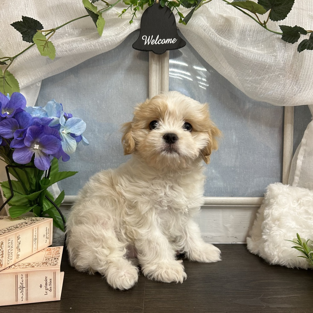 宮城県のハーフ犬 (アミーゴ古川駅前店/2024年2月24日生まれ/男の子)の子犬