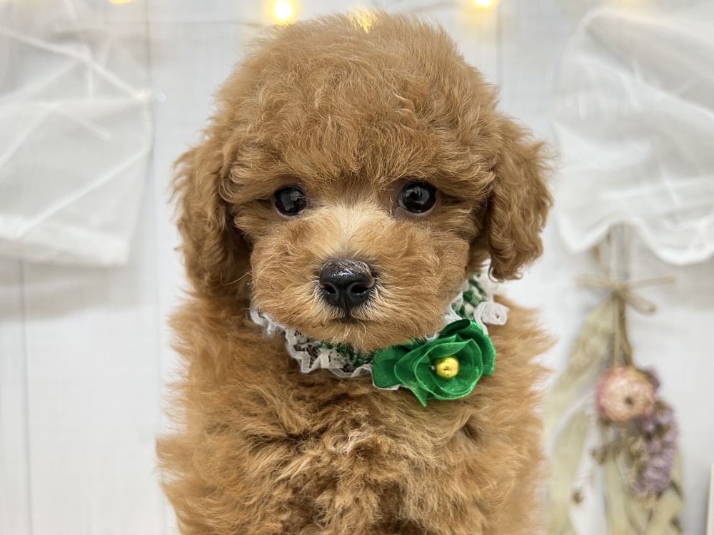 香川県のトイプードル(トイ) (アミーゴ屋島店/2024年2月25日生まれ/男の子/レッドフォーン)の子犬