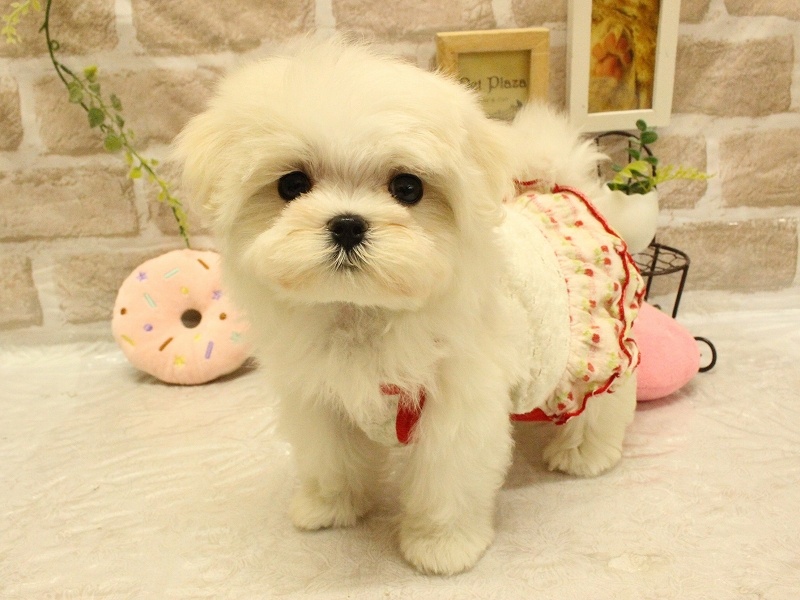 兵庫県のマルチーズ (アミーゴ加古川店/2024年2月22日生まれ/女の子/ホワイト)の子犬