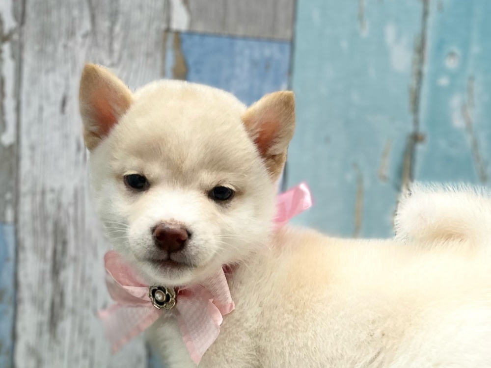 岡山県の豆柴 (アミーゴ岡南店/2024年3月1日生まれ/女の子/白)の子犬