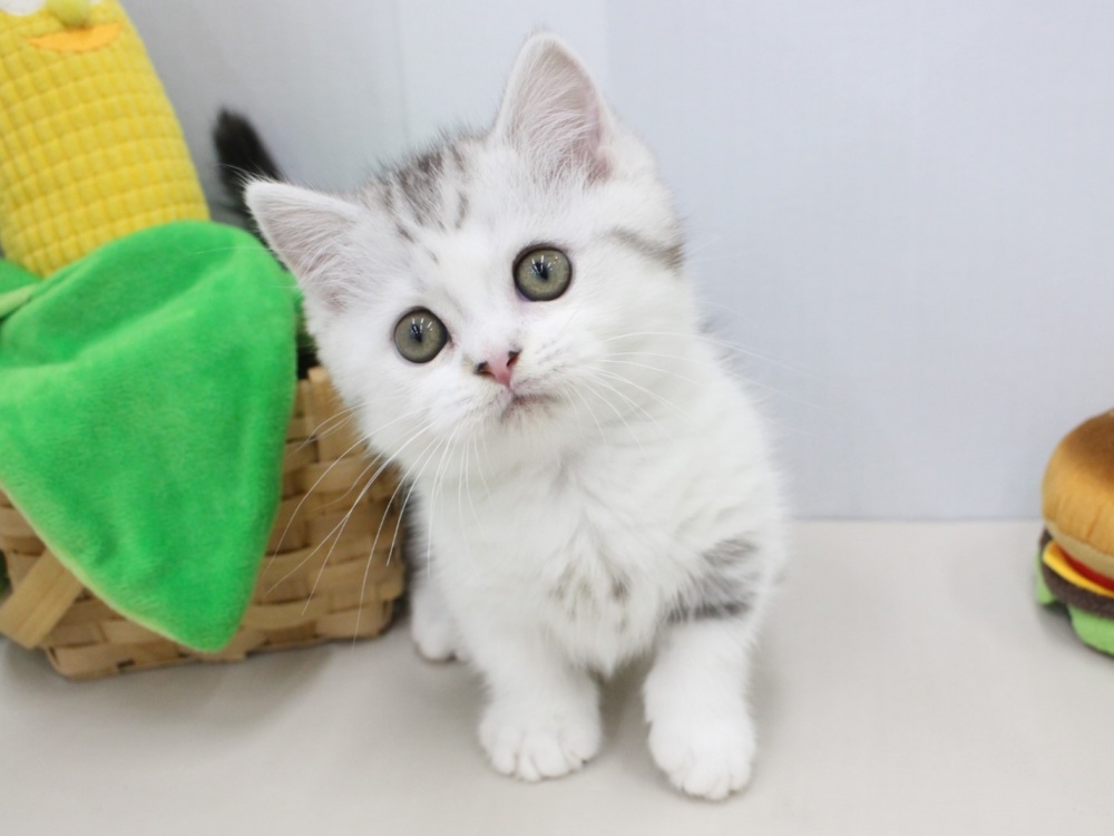 兵庫県のミヌエット (アミーゴつかしん店/2024年2月20日生まれ/男の子/シルバータビーホワイト)の子猫