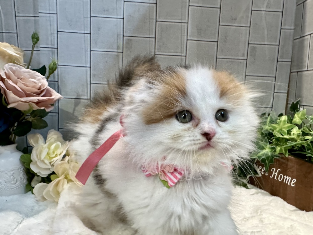 香川県のスコティッシュフォールド (アミーゴ丸亀店/2024年3月3日生まれ/女の子/キャリコ)の子猫