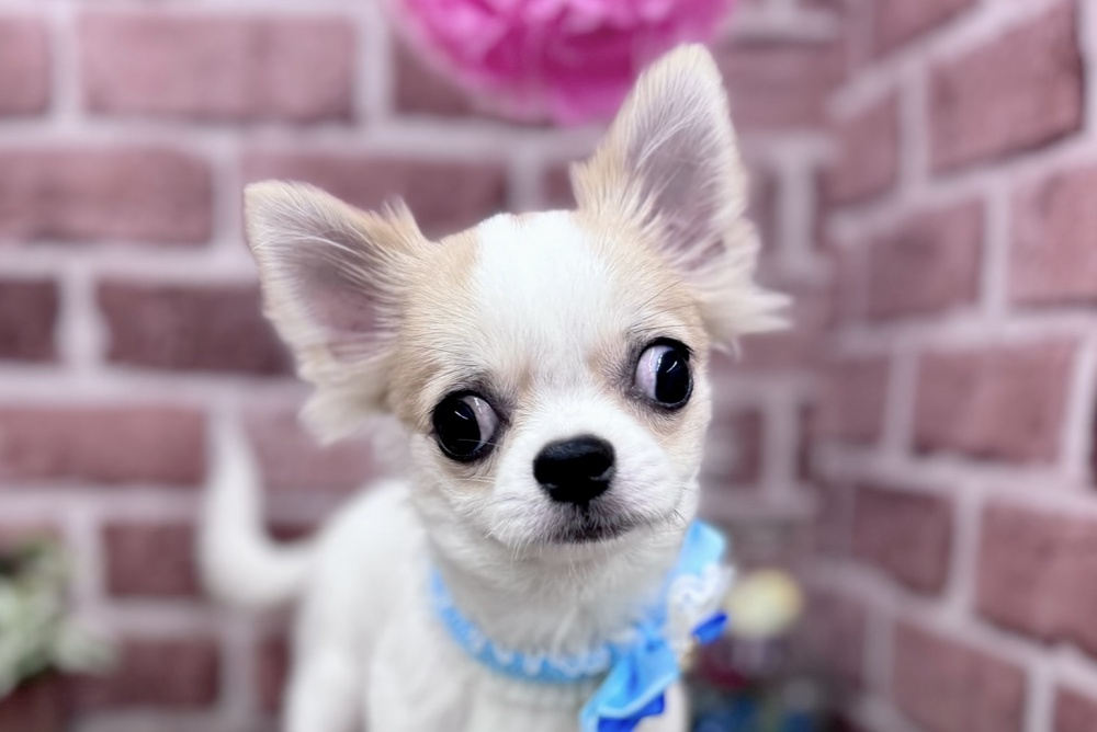 香川県のチワワ(ロング) (アミーゴ高松店/2023年11月9日生まれ/男の子/レッドホワイト)の子犬