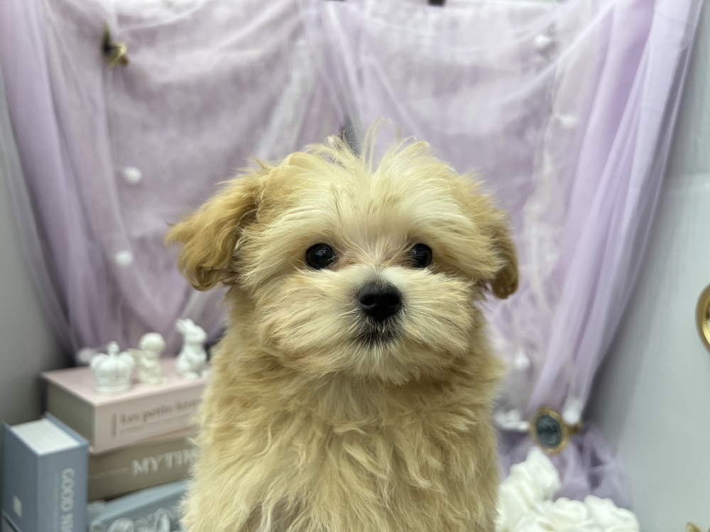 岡山県のハーフ犬 (アミーゴ高屋店/2024年1月30日生まれ/男の子/クリーム)の子犬