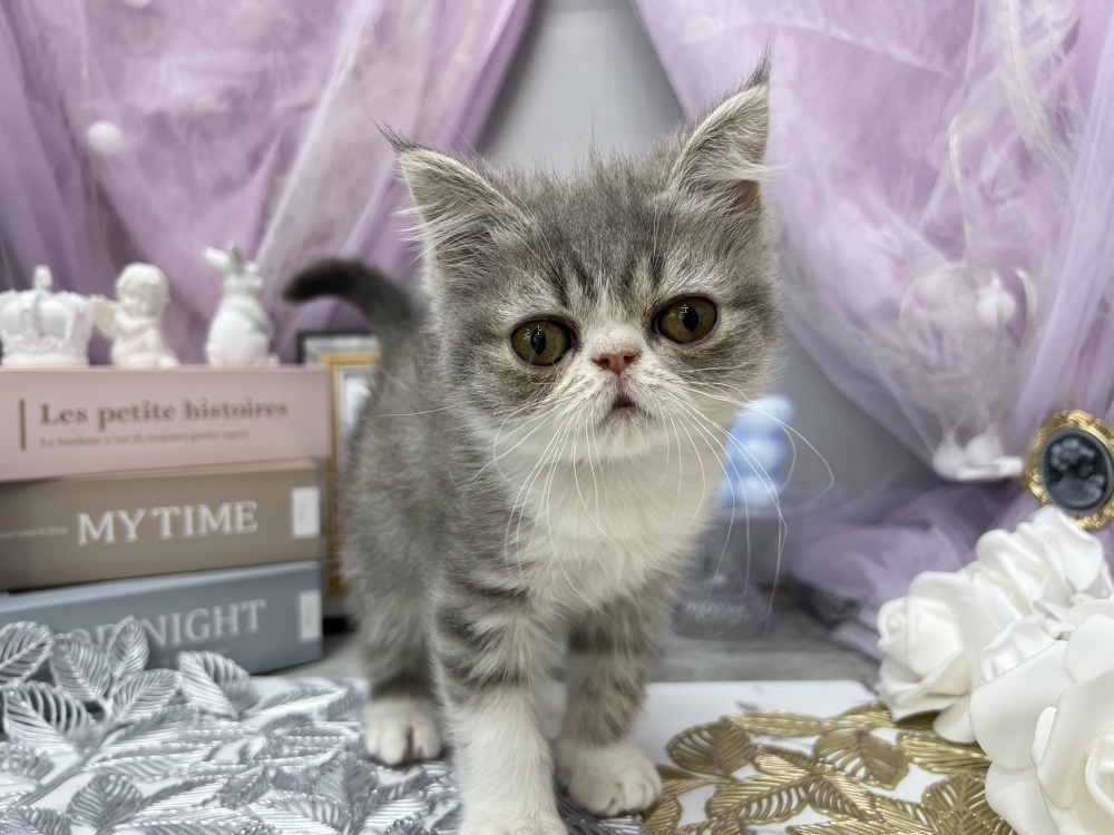 岡山県のスコティッシュフォールド (アミーゴ高屋店/2024年2月21日生まれ/女の子/ブルータビーホワイト)の子猫