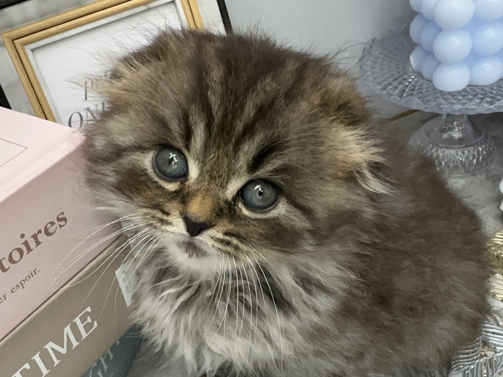 岡山県のスコティッシュフォールド (アミーゴ高屋店/2024年3月3日生まれ/男の子/ブラウンタビー)の子猫