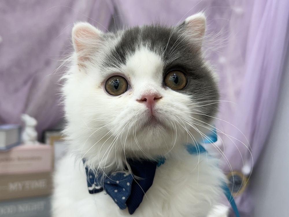 岡山県のスコティッシュフォールド (アミーゴ高屋店/2023年12月9日生まれ/男の子/ブルーホワイトバン)の子猫