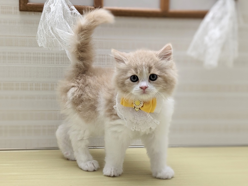 福島県のスコティッシュフォールド (アミーゴ会津若松店/2024年3月2日生まれ/男の子/クリームタビーホワイト)の子猫