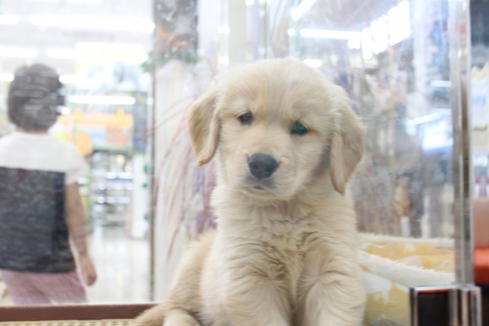 愛媛県のゴールデンレトリバー (アミーゴ今治店/2024年3月2日生まれ/女の子/ゴールデン)の子犬