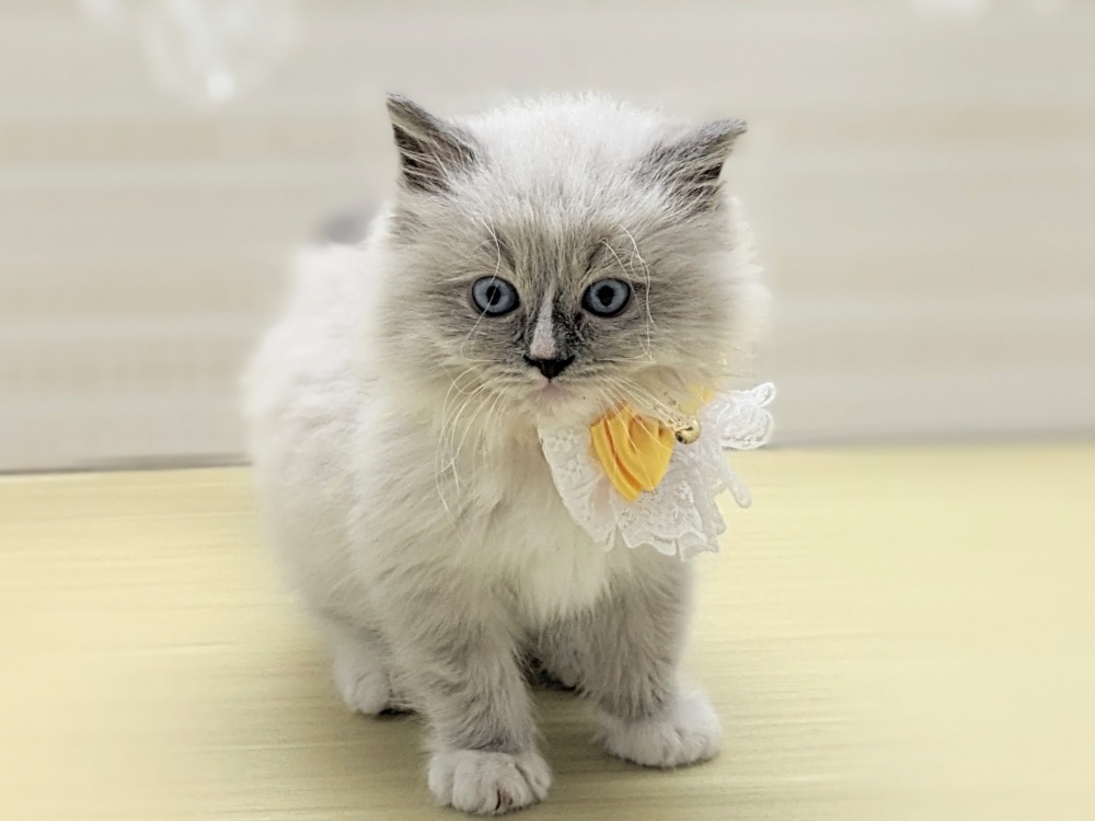 福島県のラグドール (アミーゴ会津若松店/2024年2月29日生まれ/男の子/ブルーポイントミテッド)の子猫