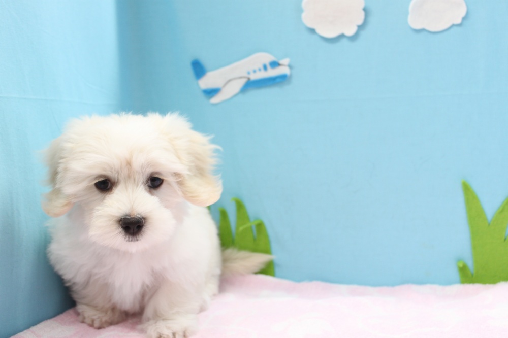 愛媛県のハーフ犬 (アミーゴ今治店/2024年2月3日生まれ/女の子/ホワイト)の子犬