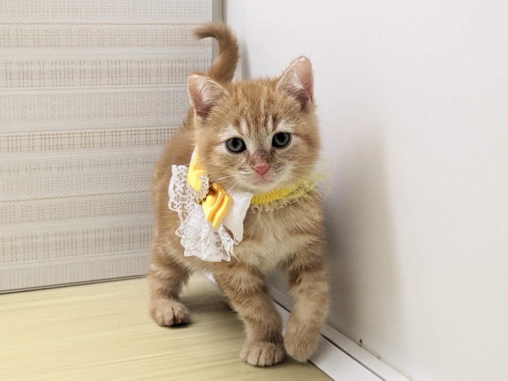 福島県のアメリカンショートヘアー (アミーゴ会津若松店/2024年3月3日生まれ/男の子/レッドタビー)の子猫