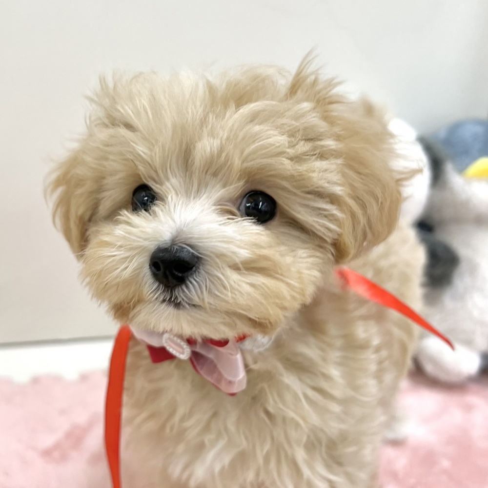 富山県のハーフ犬 (アミーゴ高岡蓮花寺店/2024年2月27日生まれ/女の子/アプリコットホワイト)の子犬