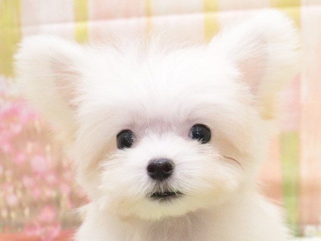 大阪府のハーフ犬 (アミーゴ鳳店/2024年2月15日生まれ/女の子/ホワイト)の子犬