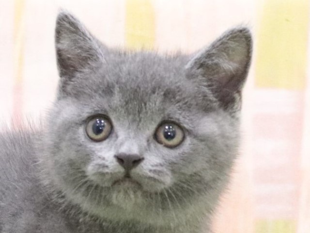 大阪府のブリティッシュショートヘアー (アミーゴ鳳店/2024年3月3日生まれ/男の子/ブルー)の子猫
