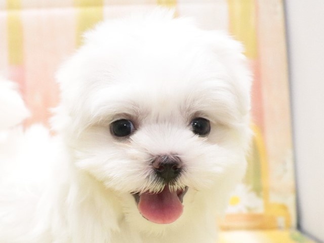 大阪府のマルチーズ (アミーゴ鳳店/2024年2月26日生まれ/女の子/ホワイト)の子犬