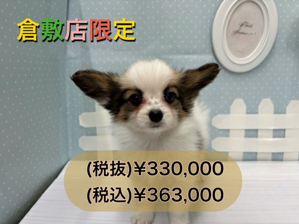 岡山県のパピヨン (アミーゴ倉敷店/2024年3月4日生まれ/女の子/ホワイトセーブル)の子犬