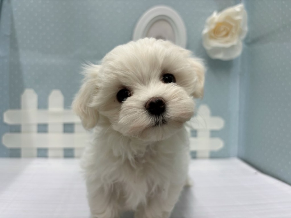 岡山県のマルチーズ (アミーゴ倉敷店/2024年3月2日生まれ/女の子/ホワイト)の子犬