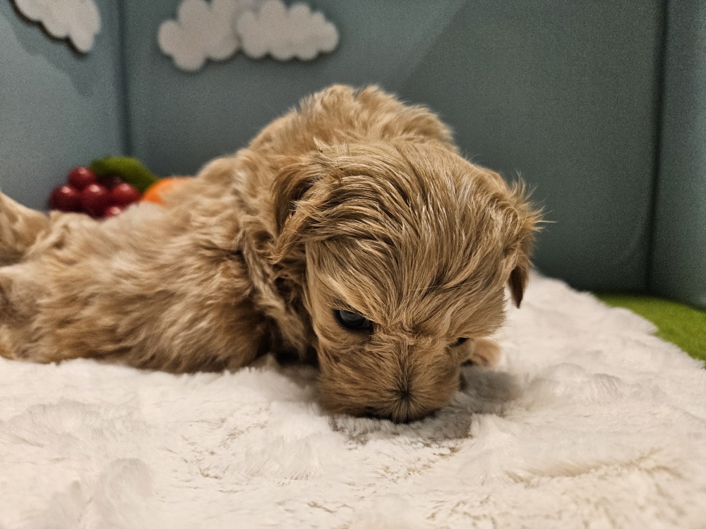 2024年2月27日生まれのハーフ犬の3枚目の写真