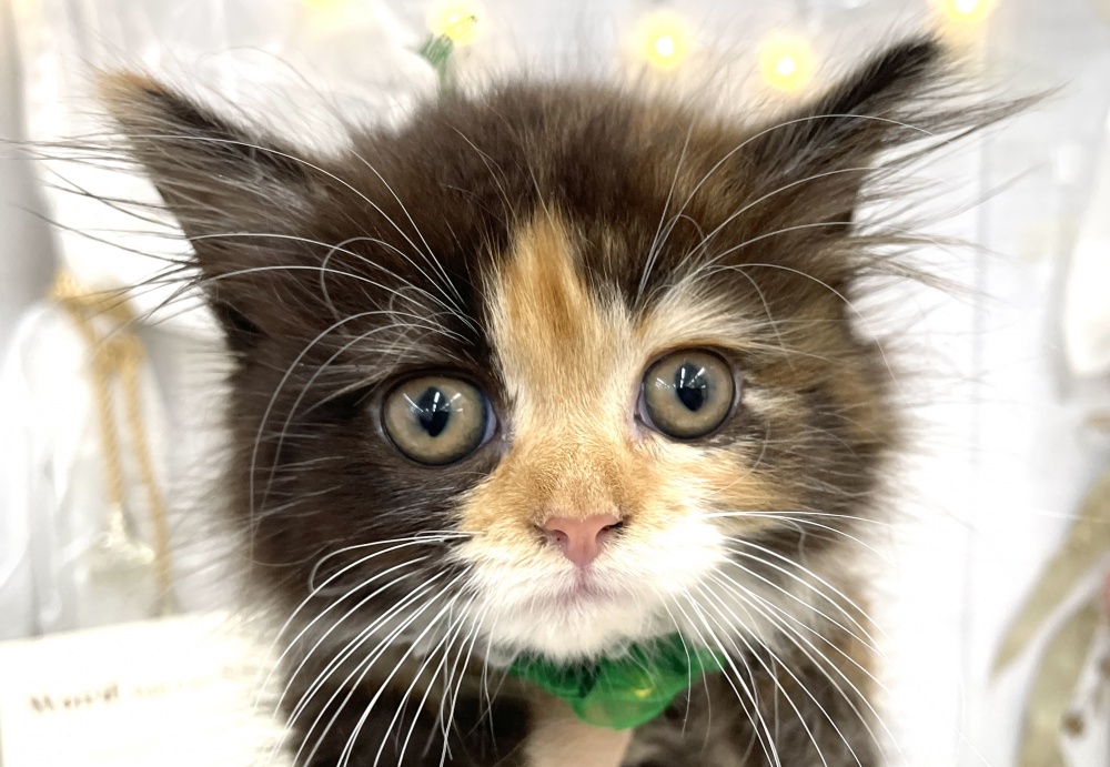香川県のミヌエット (アミーゴ屋島店/2024年3月1日生まれ/女の子/ブラウンパッチドタビーホワイト)の子猫