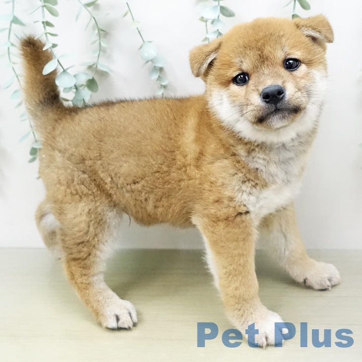 福島県の柴犬(標準サイズ) (アミーゴ福島西店/2024年3月1日生まれ/男の子/赤)の子犬