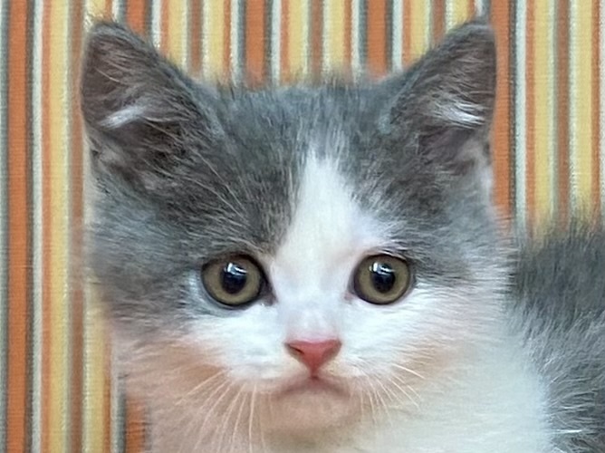 和歌山県のブリティッシュショートヘアー (アミーゴ和歌山太田店/2024年3月3日生まれ/男の子/ブルーホワイト)の子猫
