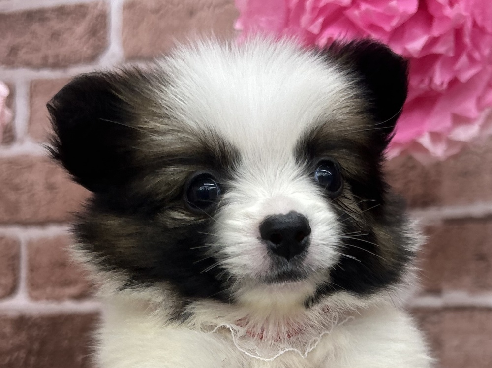 香川県のハーフ犬 (アミーゴ高松店/2024年2月21日生まれ/女の子/ホワイトレッド)の子犬