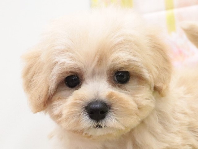 大阪府のハーフ犬 (アミーゴ鳳店/2024年3月3日生まれ/男の子/クリーム)の子犬