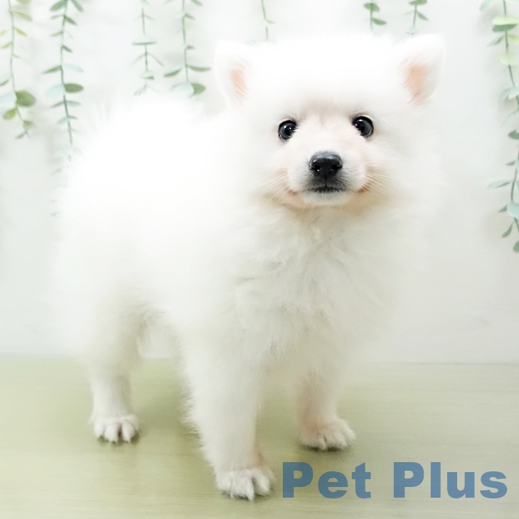 福島県の日本スピッツ (アミーゴ福島西店/2024年2月17日生まれ/女の子/ホワイト)の子犬