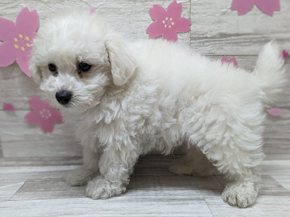 秋田県のビションフリーゼ (アミーゴ横手店/2024年2月4日生まれ/男の子/ホワイト)の子犬