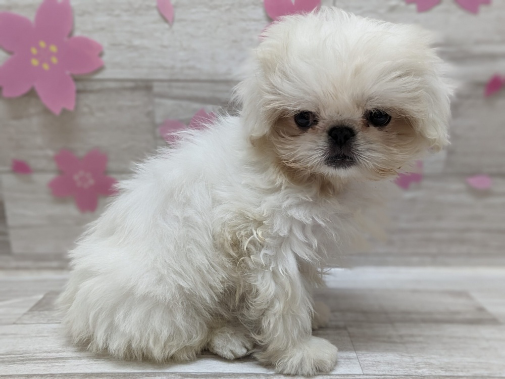 秋田県のハーフ犬 (アミーゴ横手店/2024年1月21日生まれ/女の子/ホワイト)の子犬